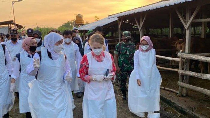 Penyakit Mulut dan Kuku Mewabah di Mojokerto, Khofifah: Penanganan PMK Mirip Pengendalian Covid-19