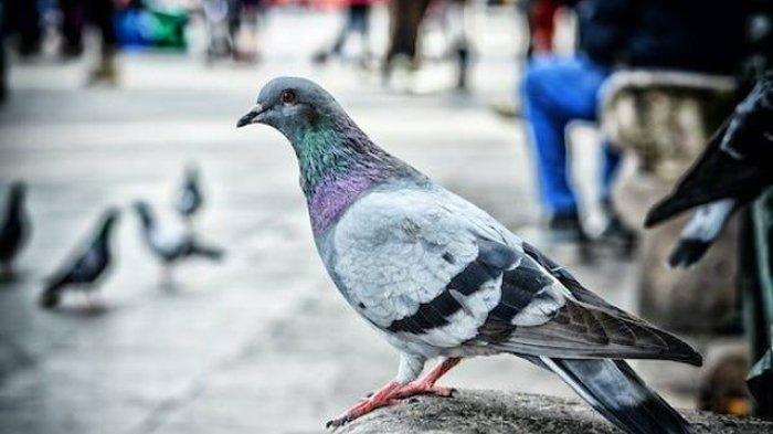 14 Arti Mimpi Burung Merpati Sebagai Lambang Cinta, Pertanda Keberhasilan Hubungan Asmara dan Karir