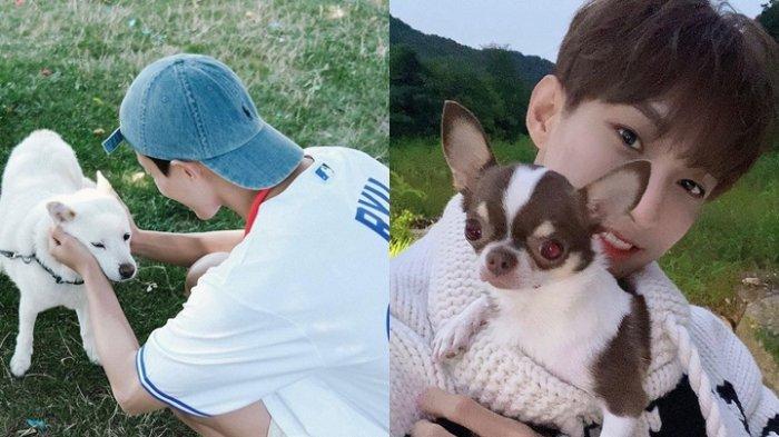 5 Arti Mimpi Anjing dan Cara Menyikapinya, Kuncinya Adalah Memperhatikan Hubungan yang Kita Jalani