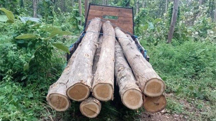 Nasib Amirudin usai Dituntut 2 Tahun Penjara Imbas Tebang Pohon untuk Perbaiki Rumah, Anak Terpukul