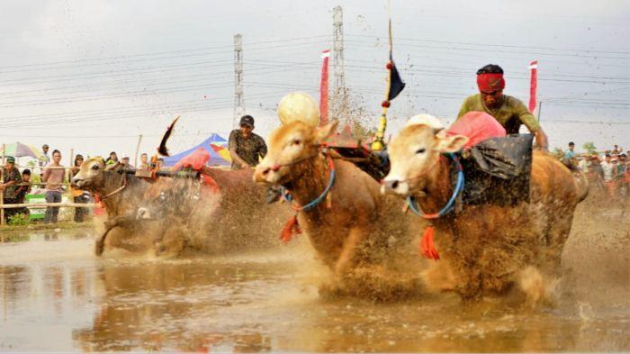 Kerapan Sapi Brujul di Probolinggo menghadirkan keseruan balapan di tengah lumpur, tradisi khas yang terus dilestarikan hingga kini.