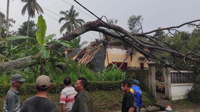 Rumah Warga Blitar Hancur Tertimpa Pohon Sengon Besar, Warga Panik Cari Penghuni