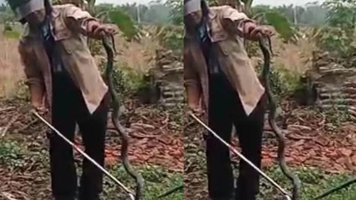 RUMAH DIKELILINGI ULAR - Tim Exalos Indonesia Regional Madiun memasukkan indukan ular kobra yang berhasil ditangkap di rumah Femi Kustianingsih, warga Desa Buduran, Kecamatan Wonoasri, Kabupaten Madiun, Jawa Timur, Kamis (13/11/2025). Kustianingsih yang merupakan penjual angkringan mengaku kaget.