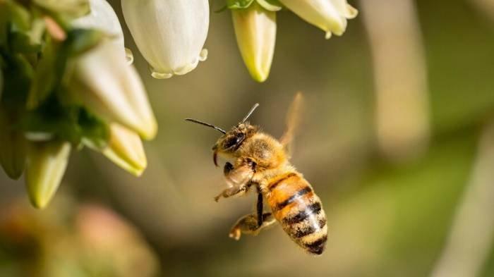 Ilustrasi lebah - Mimpi disengat lebah bisa memiliki makna yang berbeda-beda, tergantung pada situasi dan kondisi sang pemimpi.