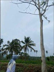 Fenomena Unik di Bondowoso, Ada Pohon Bisa Mengeluarkan Air, Warga: Keluar Setiap Malam
