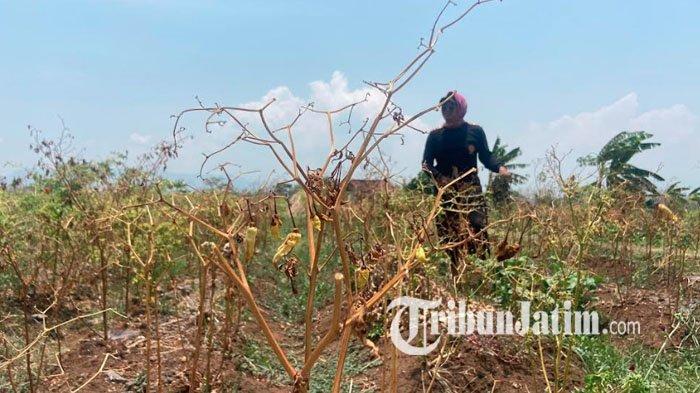 Harga Cabai Tinggi, Petani di Ponorogo Malah Merugi, Banyak Tanaman Gagal Panen