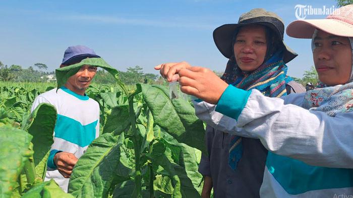 Petani Tembakau di Malang Hanya Bisa Berlapang Dada, Hasil Panen Merosot Tajam Sebab Cuaca