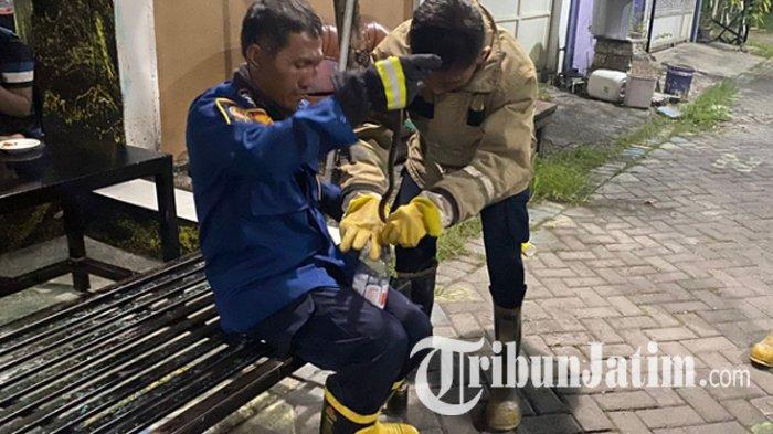 Hendak ke Kamar Mandi, Warga Gresik Kaget Bukan Kepalang Lihat Ular Kobra, Damkar Turun Tangan