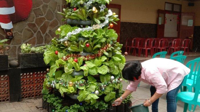 Pohon Natal Unik nan Estetik Ada di Kota Malang, Dibuat dari Tanaman Hidroponik