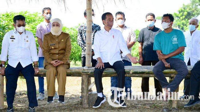 Dikunjungi Presiden Jokowi, Petani di Gresik Curhat Ingin Produk Mangganya Punya Nama