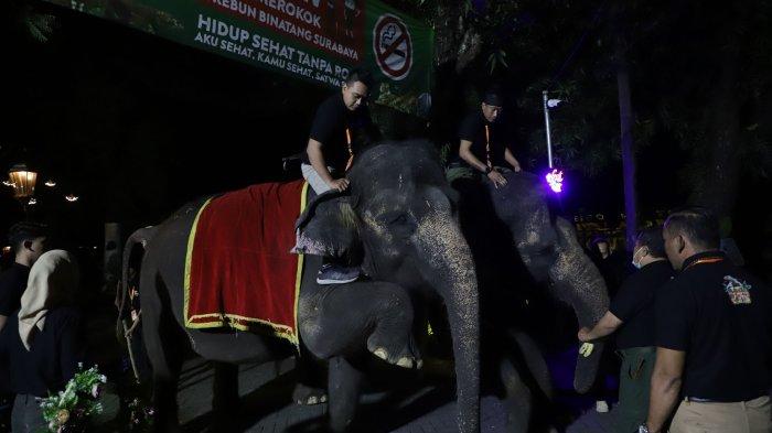 Awal Juni Surabaya Night Zoo Siap Dibuka, Segini Kisaran Harga Tiketnya