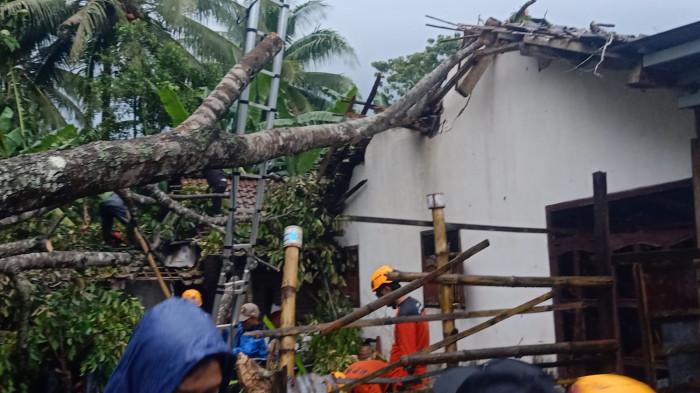 Bondowoso Diterjang Hujan Deras dan Angin Kencang, Pohon Tumbang Timpa Rumah Hingga Kabel Listrik