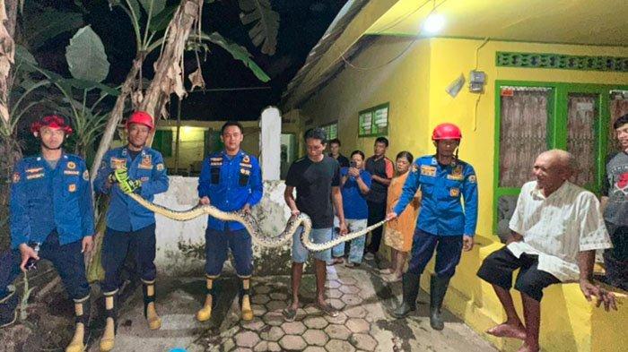 Masuk Musim Hujan, Damkar Trenggalek Terima 2 Laporan Sekaligus Terkait Ular Liar di Permukiman
