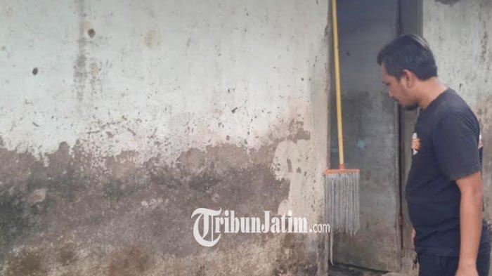 Rumah Warga Jember Dikerumuni Ulat Bulu, Semakin Sore Semakin Banyak Jumlahnya, Resah