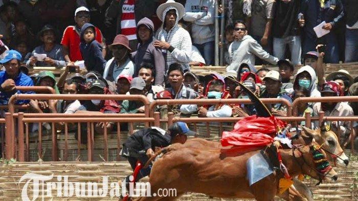 Ribuan Penonton Antusias Saksikan Karapan Sapi Piala Presiden di Bangkalan Madura