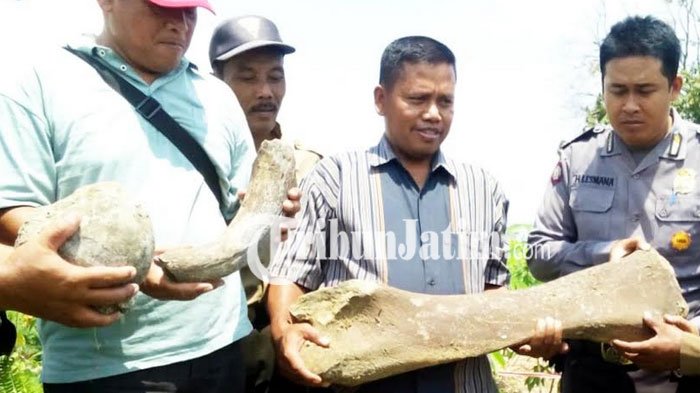Petani Ngawi Temukan Fosil Gajah Raksasa