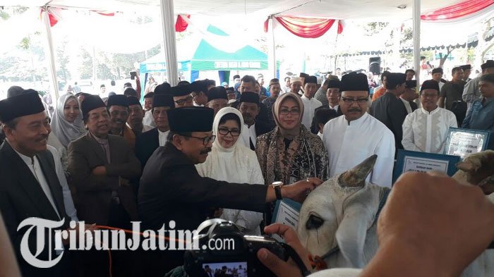 Jokowi Berkurban di Masjid Al Akbar Surabaya, Sapinya Terlihat Paling Mencolok, Intip Penampakannya!