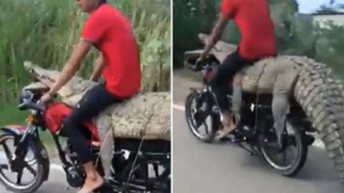 VIRAL Video Pengendara Tangkap Buaya & Dibawa Pakai Motor, Dikecam Komunitas, Hidup Pelaku Terancam