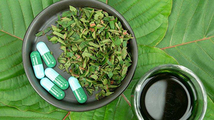 Mengenal Kratom, Daun yang Biasa Diminum Jadi Teh Tapi Disebut BNN Lebih Berbahaya Ketimbang Ganja