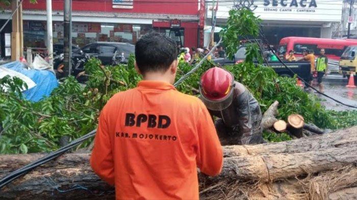 Hujan Angin, Pohon Tumbang di Mojokerto Timpa Atap Bangunan, kabel PLN hingga Tutup Akses Jalan