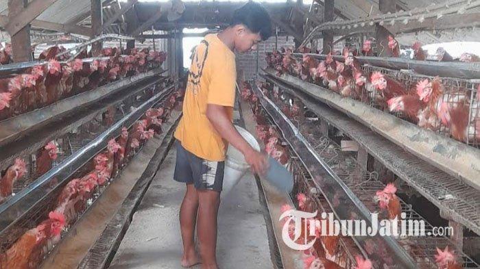 Jagung Subsidi Rp5.500 Per Kilogram Bantu Peternak Ayam di Jombang Tekan Biaya Pakan
