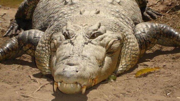 Ilustrasi buaya