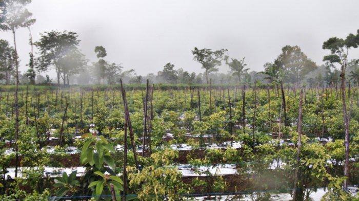 Selain Cuaca, Serbuan Lalat Buah dan Penyakit Daun Kering Juga Sebabkan Mahalnya Cabai Rawit