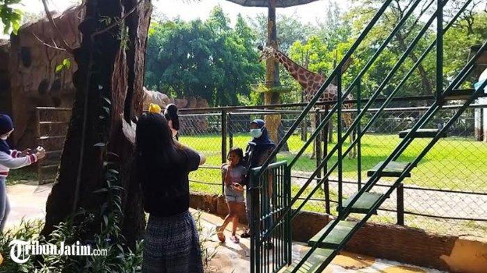 Siap-siap, Tiket Masuk KBS Bakal Naik Tahun Depan, 12 Tahun Tak Naik Harga Jadi Dalih