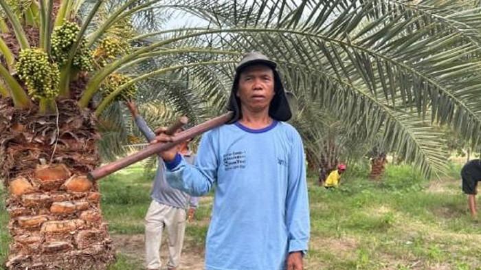 Dulu Dianggap Gila, Amaq Petani Kurma Kini Panen Pujian, Kurmanya Masuk 7 Terbaik Dunia