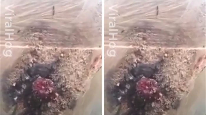 Astaga, Pria Saat Memotong Kayu Tak Sengaja Bunuh Makhluk Ngeri yang Bikin Netizen Ribut Ini