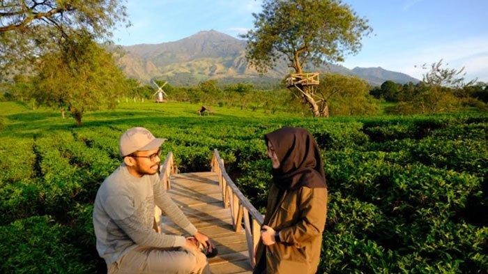 Pemandangan menunggu matahari terbit di Bukit Kuneer. Setelah matahari terbit, pemandangan kebun teh dengan latar belakang Gunung Arjuna terlihat gagah.