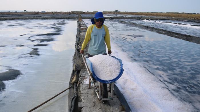 Akibat Cuaca Ekstrem di Madura, Produksi PT Garam Anjlok, Target Jauh dari Harapan