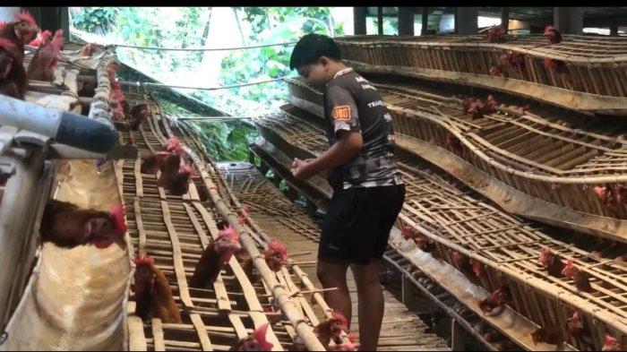 Harga Telur Naik di Pasar Tradisional, Warga di Ponorogo Pilih Beli di Peternak Ayam Langsung