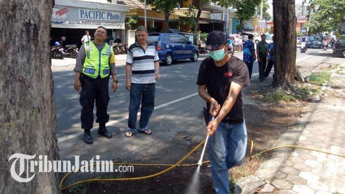 Musim Hujan Tiba, Ulat Bulu Berjatuhan dari Atas Pohon di Kediri, Warga Diimbau Lebih Protektif