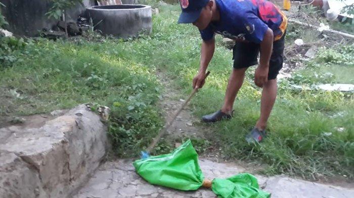 Geger Ular Kobra 2 Meter di Dalam Sumur Warga Dusun Mandungan, BPBD Tuban Gerak Cepat