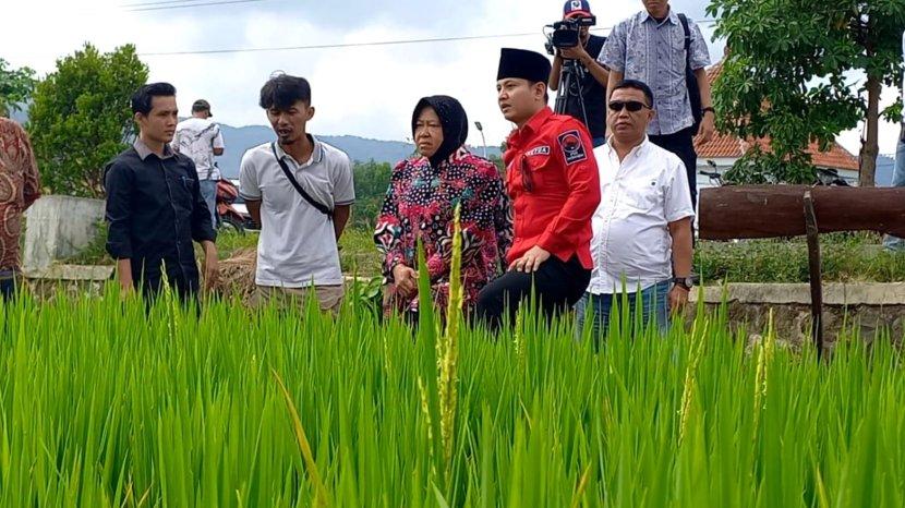 Mas Ipin Padukan Inovasi Sawah Hemat Air dengan Sistem Tanam Haston, Suksekan Ketahanan Pangan