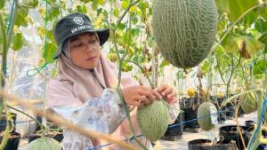 Aftin-Alafiyah-salah-satu-pengelola-Gen-Sobo-Farm-saat-ditemui-di-lahan-budidaya-melon.jpg
