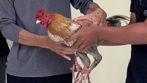 Ayam-jantan-milik-AF-44-warga-Desa-Rejotangan-Kecamatan-Rejotangan.jpg