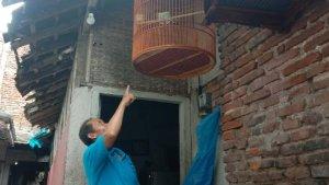 Burung-Murai-Berikut-Sangkar-Seharga-Rp-31-Juta-Milik-Pedagang-Bakso-di-Malang-Raib-Dicuri.jpg
