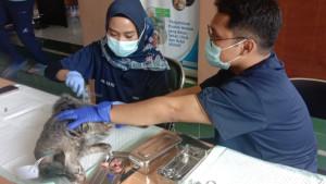 Dispangtan-Kota-Malang-melaksanakan-vaksinasi-rabies-serta-steril-kucing.jpg
