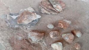 Fosil-kerang-purba-ditemukan-di-Dusun-Lengkong-Geneng-Desa-Pule-nganjuk.jpg