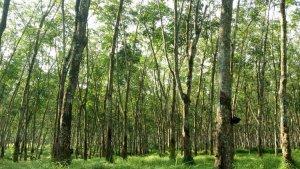 ILUSTRASI-Kebun-karet-Berita-duda-bertopeng-gagal-rudapaksa-nenek.jpg
