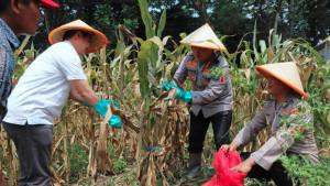 Kapolresta-Malang-Kota-Kombes-Pol-Nanang-Haryono-saat-memanen-jagung-di-lahan-pertanian.jpg