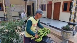 Katimin-warga-Desa-Bringinan-saat-mau-membayar-PBB-dengan-Pisang-Cavendis.jpg