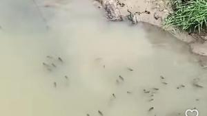 Kondisi-Sungai-Jagir-yang-ikannya-muncul-ke-permukaan.jpg