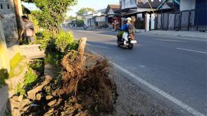 Kondisi-pohon-di-pinggir-Jalan-Raya-Desa-Tlogo-Kecamatan-Kanigoro.jpg