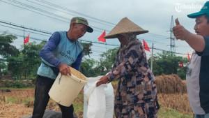 Panen-padi-di-area-persawahan-Jalan-Soekarno-Hatta-Kelurahan-Ngantru-Trenggalek.jpg