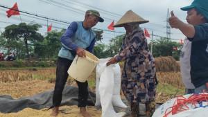 Panen-padi-di-area-persawahan-Jalan-Soekarno-Hatta-Kelurahan-Ngantru.jpg