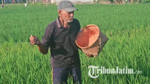 Petani-di-Trenggalek-mengaplikasikan-campuran-pupuk-urea-dan-NPK-ilustrasi-pupuk-subsidi.jpg