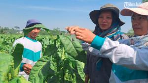 Petani-mengamati-kondisi-tanaman-tembakau-dari-serangan-hama.jpg